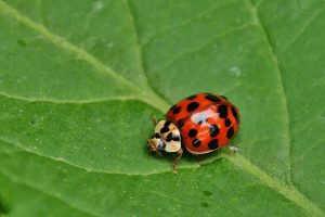 Home Visualisatie van duurzame ongediertebestrijding met natuurlijke methoden en biologische bestrijdingsmiddelen voor milieuvrien